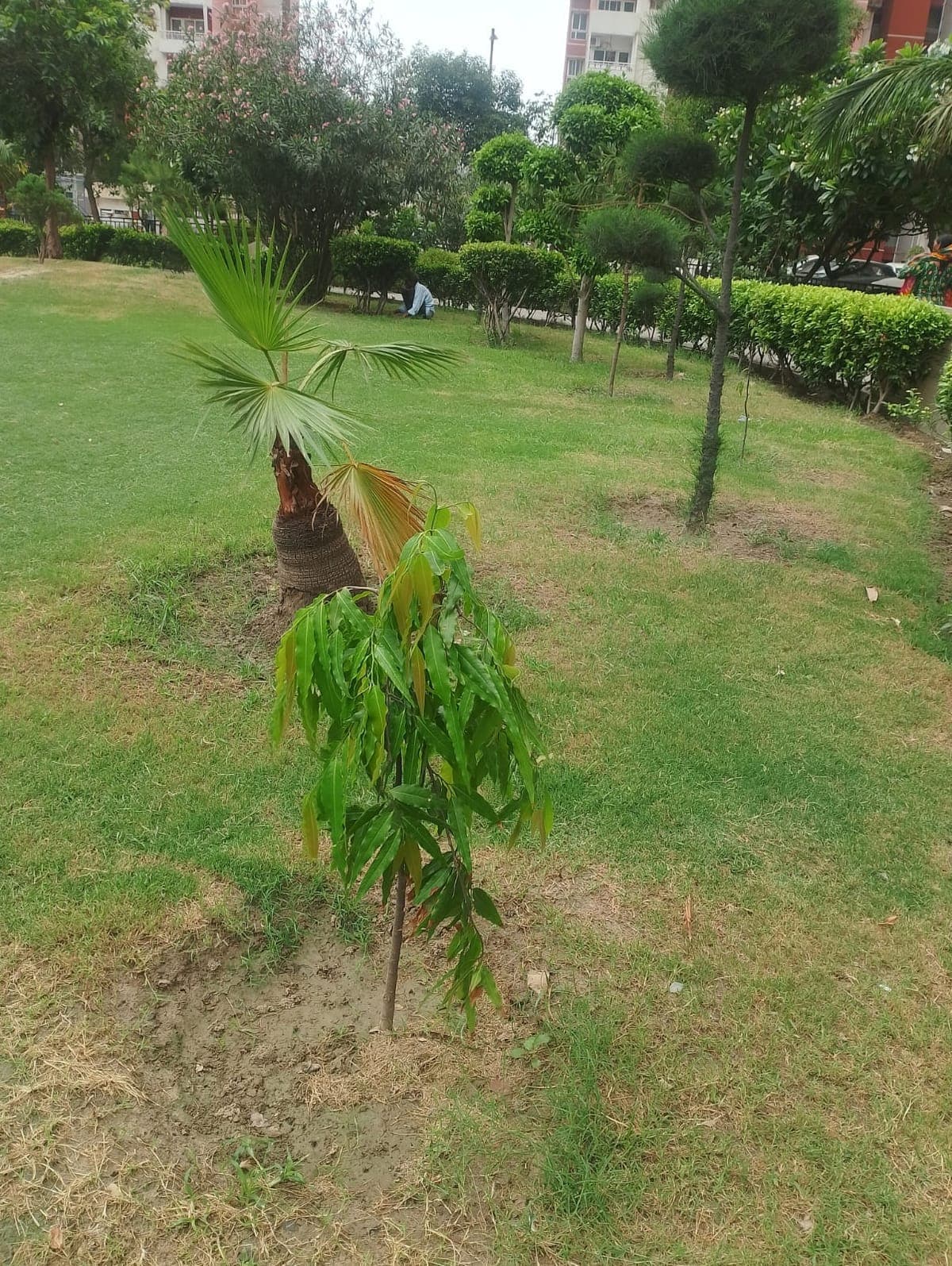 Young sapling planted by Al Ranim Cares growing on former barren land in India