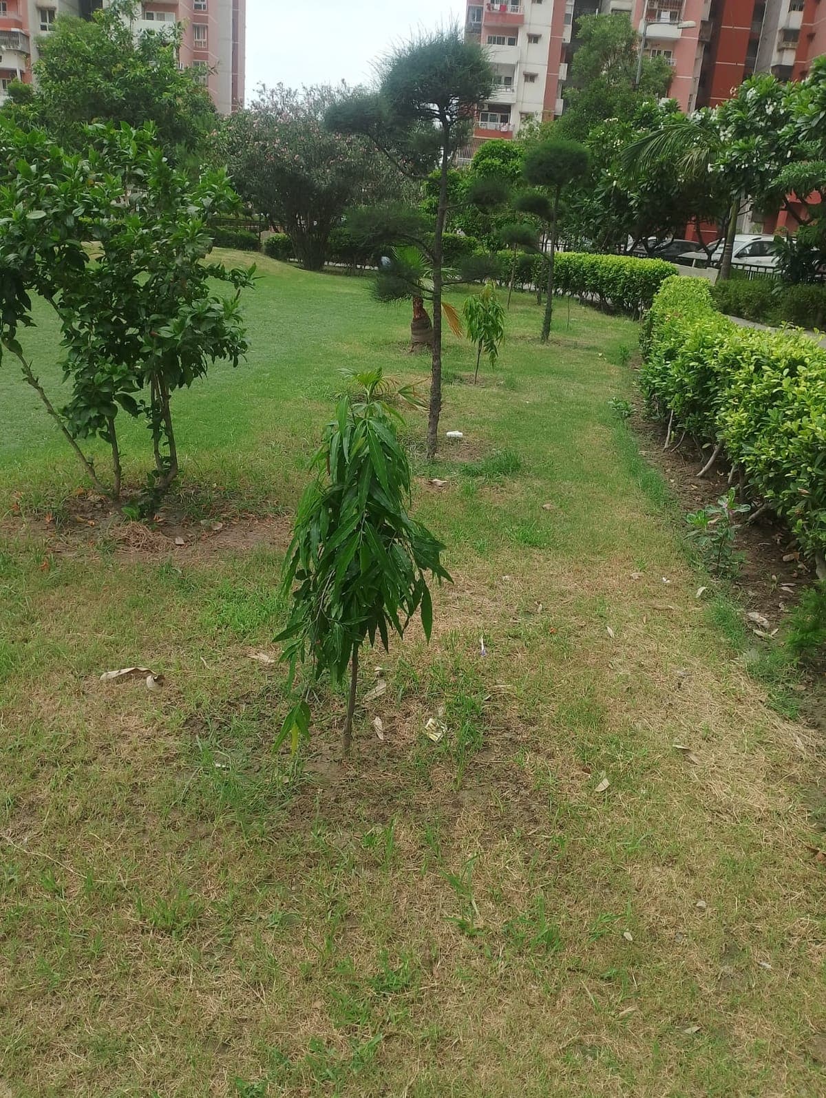 Tree planted through the Al Ranim Cares greening initiative in India, one year on
