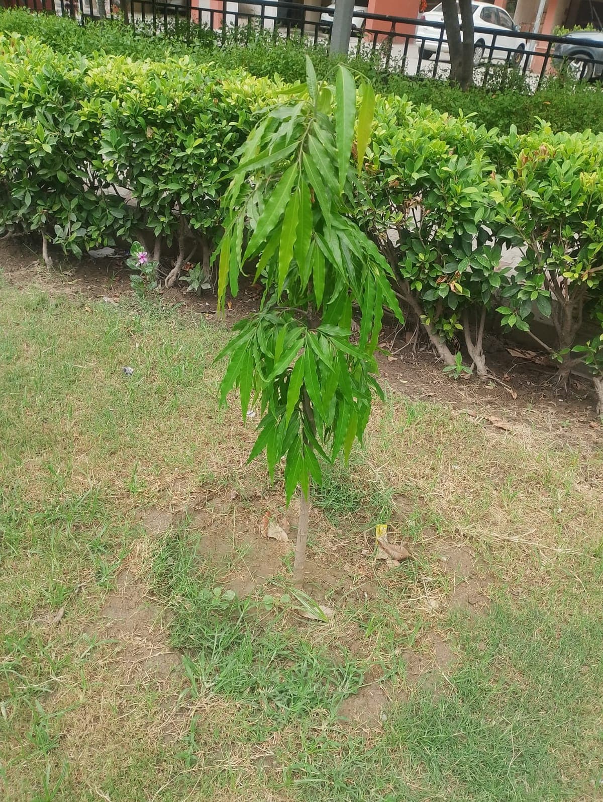 Row of young trees from the Al Ranim Cares planting drive greening the land in India