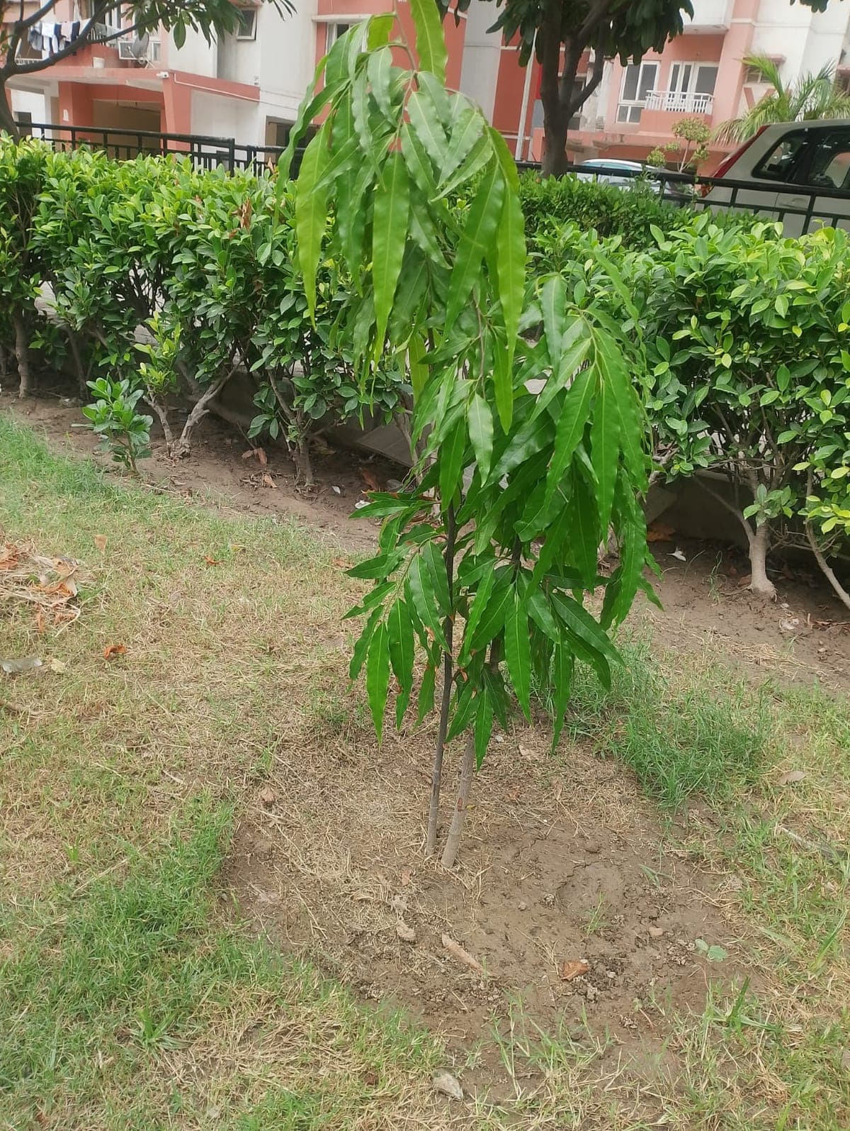 Healthy sapling from the Al Ranim Cares tree planting initiative in India