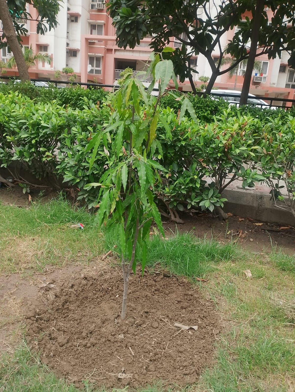 Al Ranim Cares planted tree thriving amid new greenery in India
