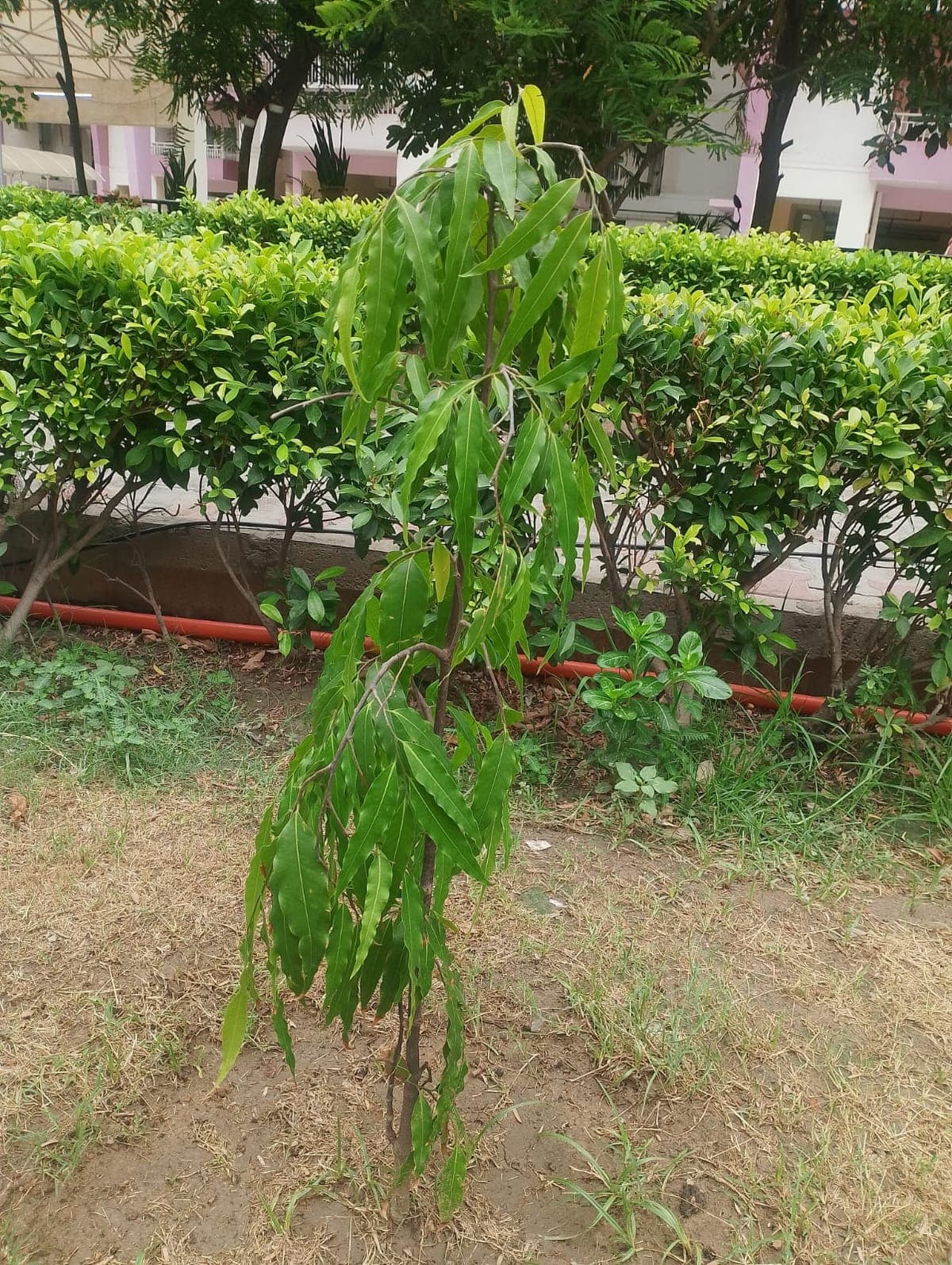 Growing tree on land revived by the Al Ranim Cares greening initiative in India